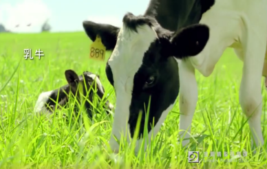 伊利集团 牧场宣传片